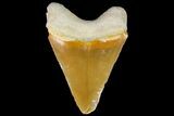 Serrated, Fossil Megalodon Tooth - Bone Valley, Florida #145093-1